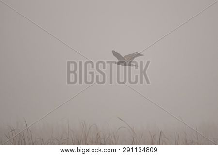 Black Kite (milvus Migrans) In 