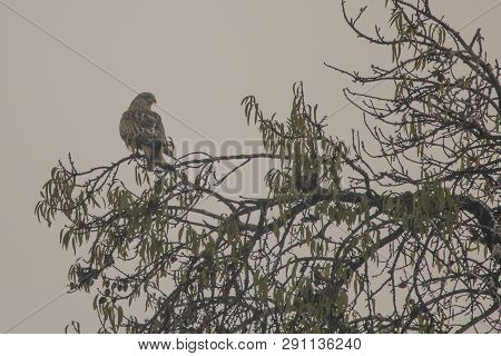Red Kite (milvus Milvus) In 
