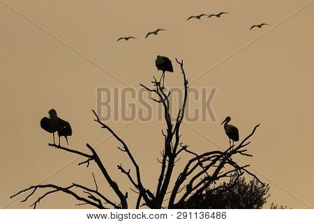 Silhouette Of Storks Perched On The Tree In 