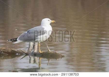 Yellow Legged Seagull (laurus Michahellis) In Estany D´ivars, Catalonia, Spain