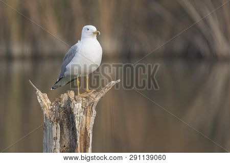 Yellow Legged Seagull (laurus Michahellis) In Estany D´ivars, Catalonia, Spain