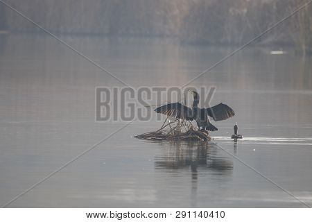 Great Cormorant (phalacrocorax) In 