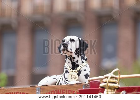 Louisville, Kentucky, Usa - May 03, 2018: The Pegasus Parade, Horses Pulling A Wagon, Driven By A Ma