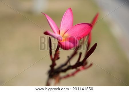 Pink Frangipani, Plumeria Flowers Over Blurred Background. Tropical Flora At Summer.