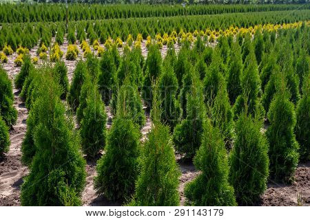 Thuja Occidentalis In Garden Center. Plant Nursery.