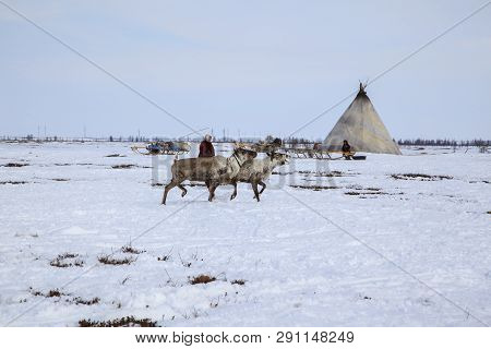 Nadym, Russia - April 27, 2018: Tundra, Open Area, Assistant Reindeer Breeder,  The Women  In Nation
