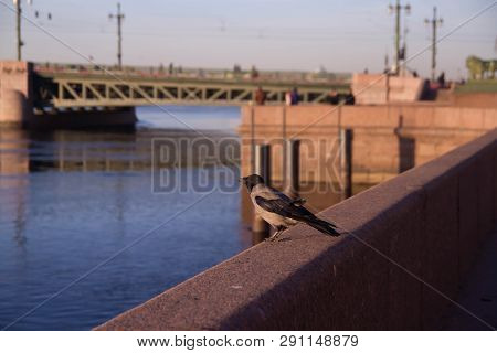 The Crow Is Sitting On The Palm-bed Before The River Neva
