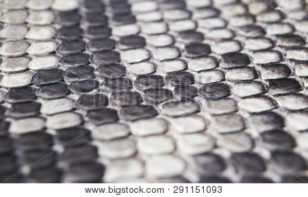 Structure Natural Snake Skin Pattern. Piton Skin Background. Python Skin Texture Background. The Tex