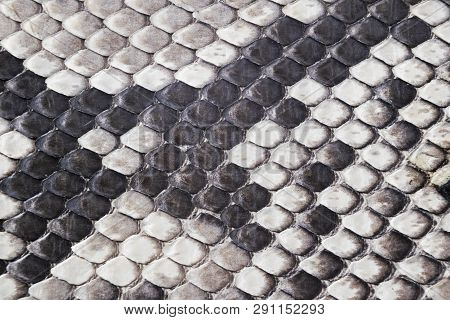 Structure Natural Snake Skin Pattern. Piton Skin Background. Python Skin Texture Background. The Tex