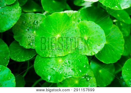 Beautyful Centella Asiatica Leaves With Moist And Green In Natural Floral Fern Background In The Tro