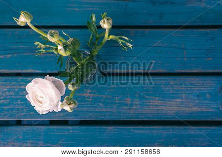 Ranunculus / Flowers / Persian Buttercup / White / Pink / Blue Bench, Hipster Background, Amsterdam 