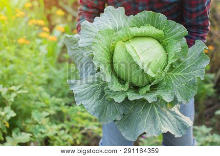 Fresh Cabbage, Organic Cabbage, Organic Vegetables,fresh Cabbage In The Hands Of Farmers