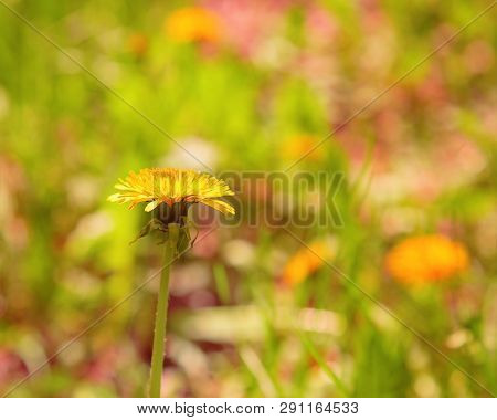 Dandelion Growing On A Clearing In A Sunny Spring Day. Blossoming Dandelion On A Blurred Multicolore