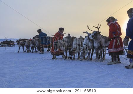 Nadym, Russia - February 23, 2019: Yamal, Open Area, Tundra,the Extreme North,  Races On Reindeer Sl
