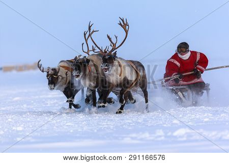 Nadym, Russia - February 23, 2019: Yamal, Open Area, Tundra,the Extreme North,  Races On Reindeer Sl