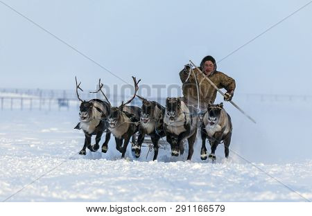 Nadym, Russia - February 23, 2019: Yamal, Open Area, Tundra,the Extreme North,  Races On Reindeer Sl