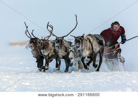 Nadym, Russia - February 23, 2019: Yamal, Open Area, Tundra,the Extreme North,  Races On Reindeer Sl