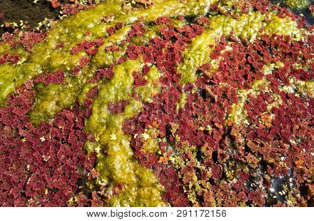 colorful red azolla floating of the river at winter at Wujie , Nantou, Taiwan