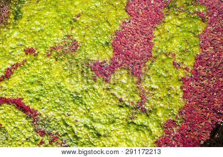 colorful red azolla floating of the river at winter at Wujie , Nantou, Taiwan