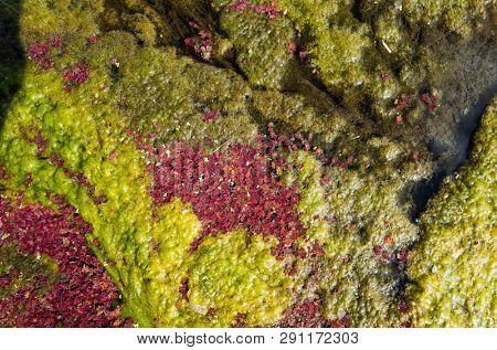colorful red azolla floating of the river at winter at Wujie , Nantou, Taiwan