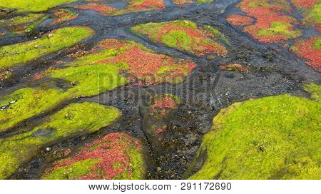 colorful red azolla floating of the river at winter at Wujie , Nantou, Taiwan