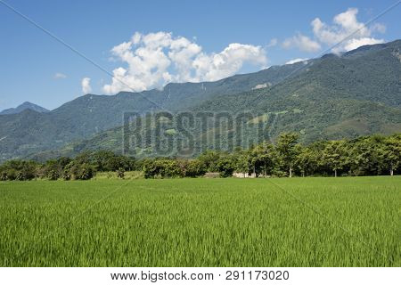 landscape of green paddy farm at countryside