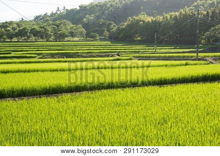 landscape of green paddy farm at countryside