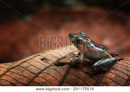 Tropical rain forest ffrog, Pristimantis ockendeni