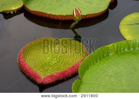 Amazon Lily auf dem Wasser treiben