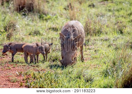 Family Of Warthogs With Babies.