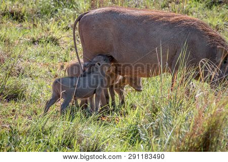 Family Of Warthogs With Babies.