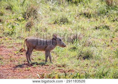Warthog Piglet Standing In The Grass.