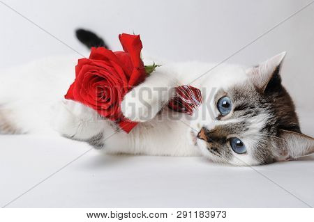 White Blue-eyed Cat In Bow Tie Lying And Holding Red Rose In Paws