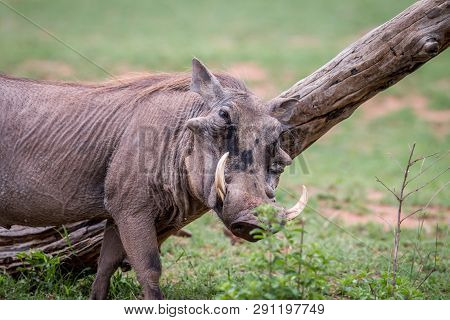 Male Warthog Scratching Himself On A Branch.