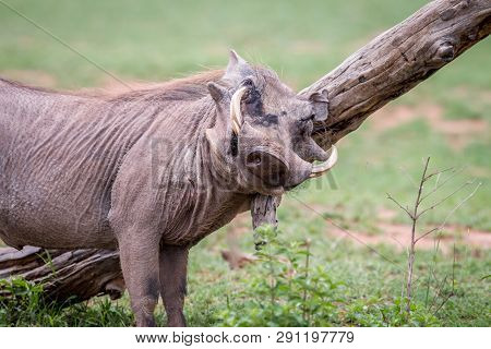 Male Warthog Scratching Himself On A Branch.