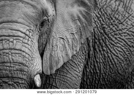 Close Up Of Half An Elephant In Black And White In The Welgevonden Game Reserve, South Africa.