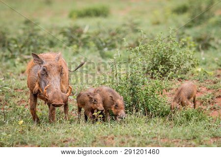 Family Of Warthogs With Baby Piglets In The Grass.