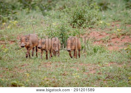 Group Of Baby Warthog Piglets Running.