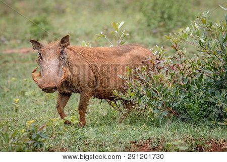 Female Warthog Walking In The Grass In The Welgevonden Game Reserve, South Africa.