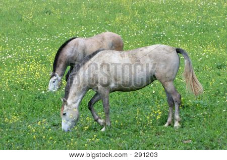 Dois cavalos da Andaluzia espanhola branca permanente em um campo