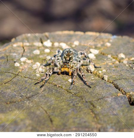 Photo Of Lycosa Singoriensis, Black Hair Tarantula On The Tree Stump
