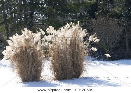 Plumes d'or