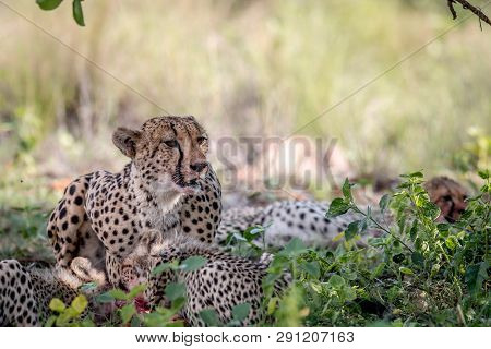 Mother Cheetah And Cubs Feeding On An Impala.