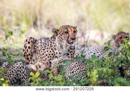 Mother Cheetah And Cubs Feeding On An Impala.
