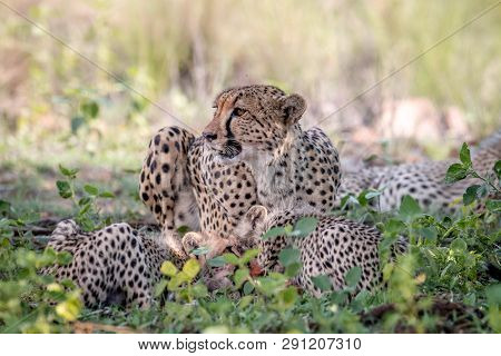 Mother Cheetah And Cubs Feeding On An Impala.