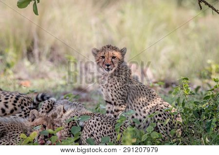 Mother Cheetah And Cubs Feeding On An Impala.