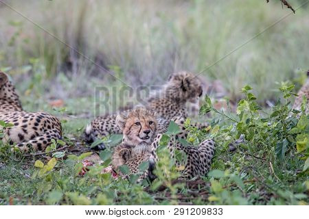 Mother Cheetah And Cubs Feeding On An Impala.