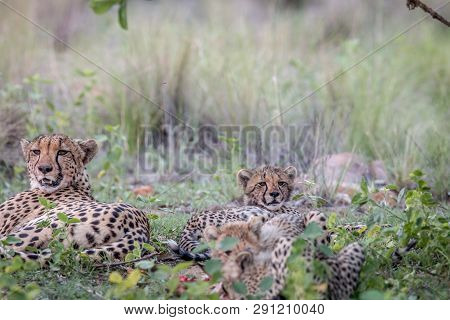 Mother Cheetah And Cubs Feeding On An Impala.