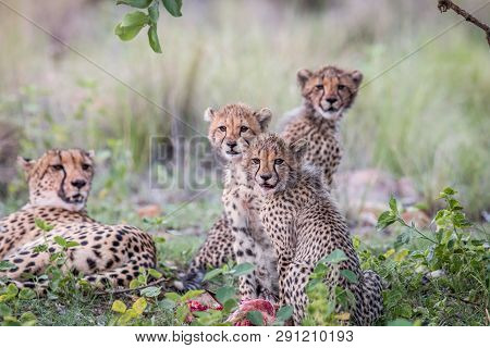 Mother Cheetah And Cubs Feeding On An Impala.