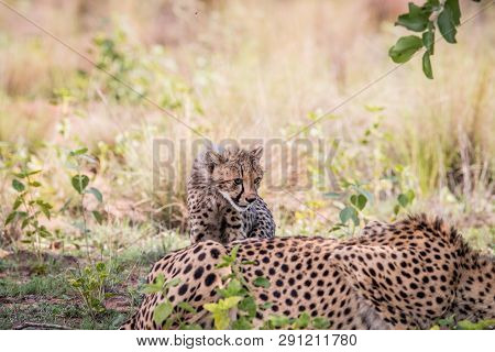 Young Cheetah Cub Standing In The Grass.